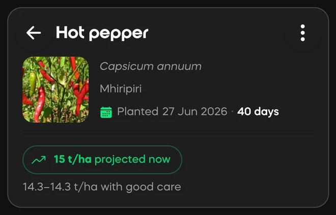 A Divisi crop card for hot pepper: planted 27 June, 40 days in, 15 tonnes per hectare projected now