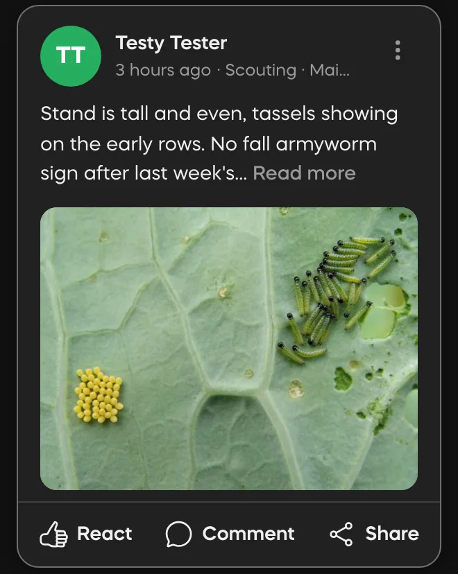 A Divisi diary entry with a field photo of the maize crop