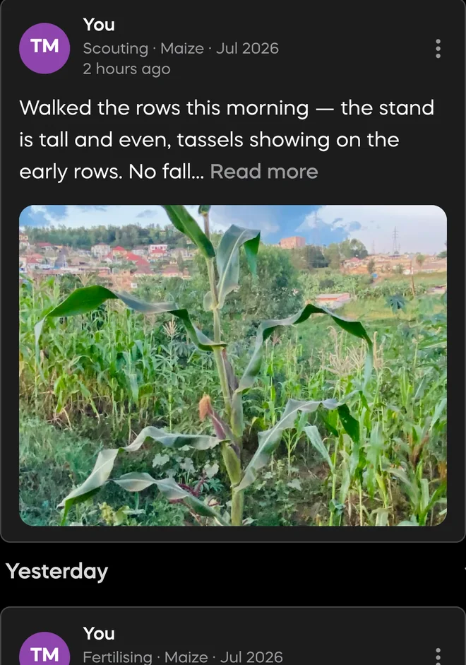 A Divisi diary entry with a field photo of the maize crop