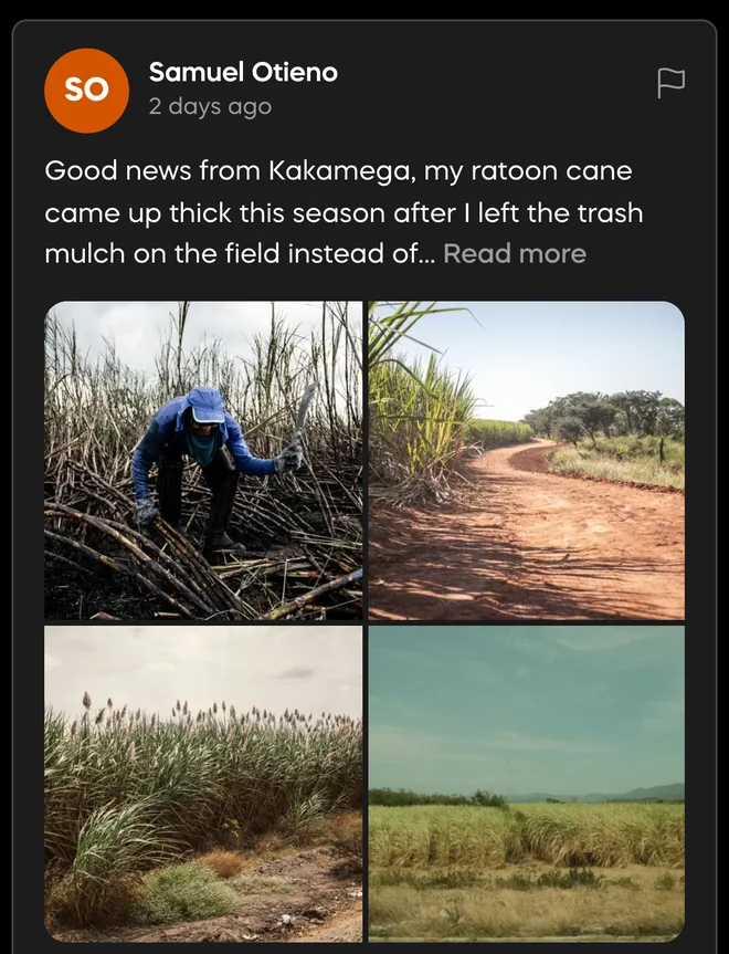 A Farmer Hive post with four field photos of sugarcane