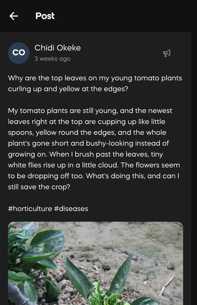 A Farmer Hive question about young tomato leaves curling upward, posted with a photograph from the field