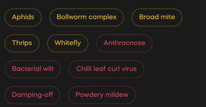 Watch out for: the pests and diseases to scout for this crop, from aphids to powdery mildew